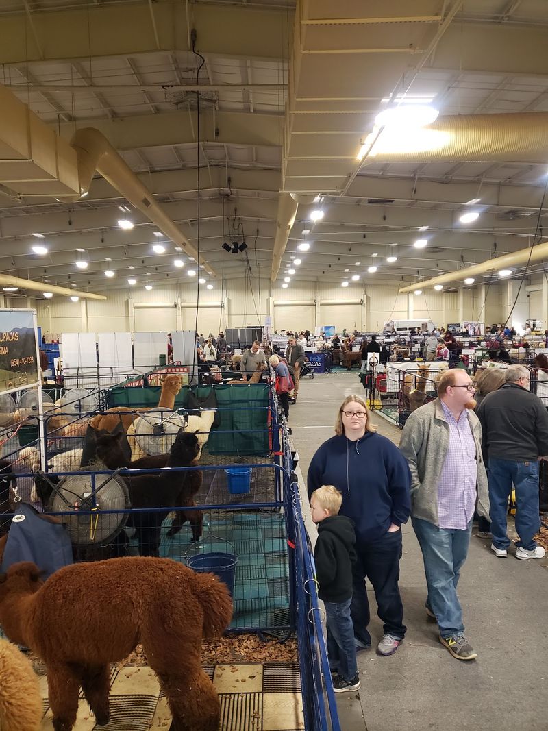Livestock Shows Keep The Fair Closely Tied To Its Agricultural Roots