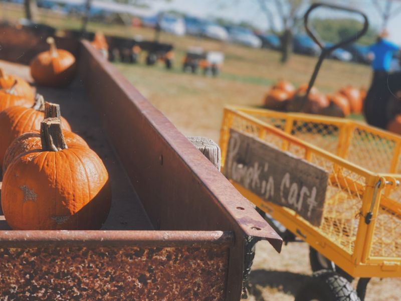 Poppy's Pumpkin Patch In Norfolk