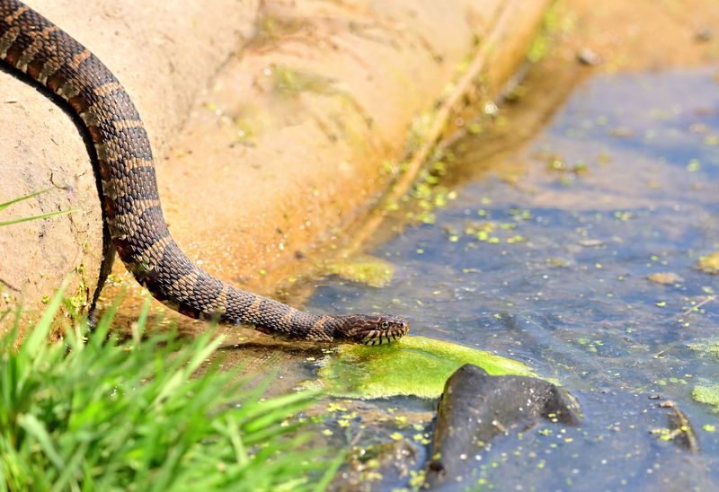 Cool Mornings Mean More Basking On Warm Surfaces