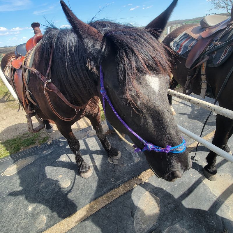Saddle Up For Trail Rides