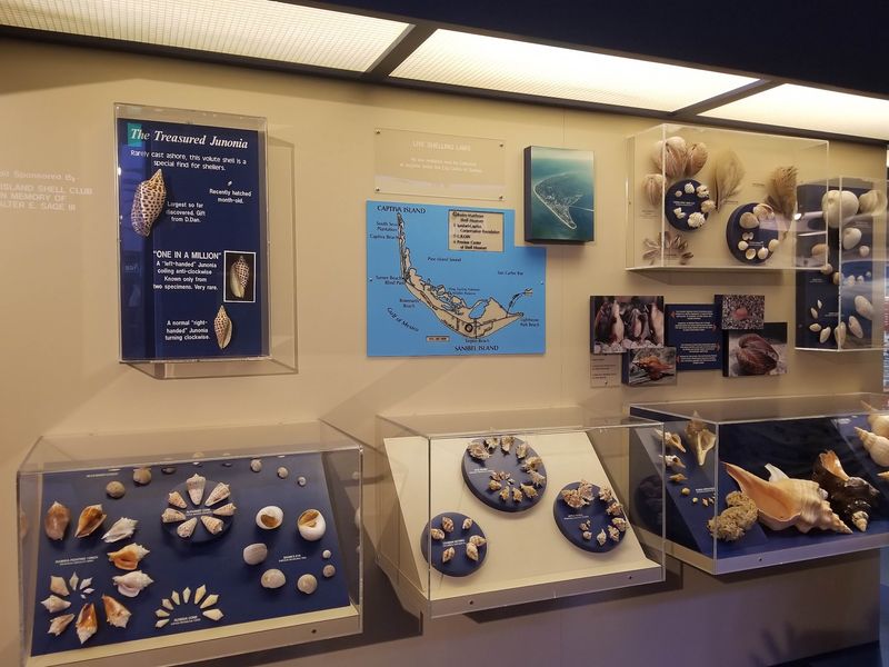 The Little-Known Florida Museum Home To One Of The World'S Largest Shell Collections - Decor Hint Protecting Mollusks And Habitats