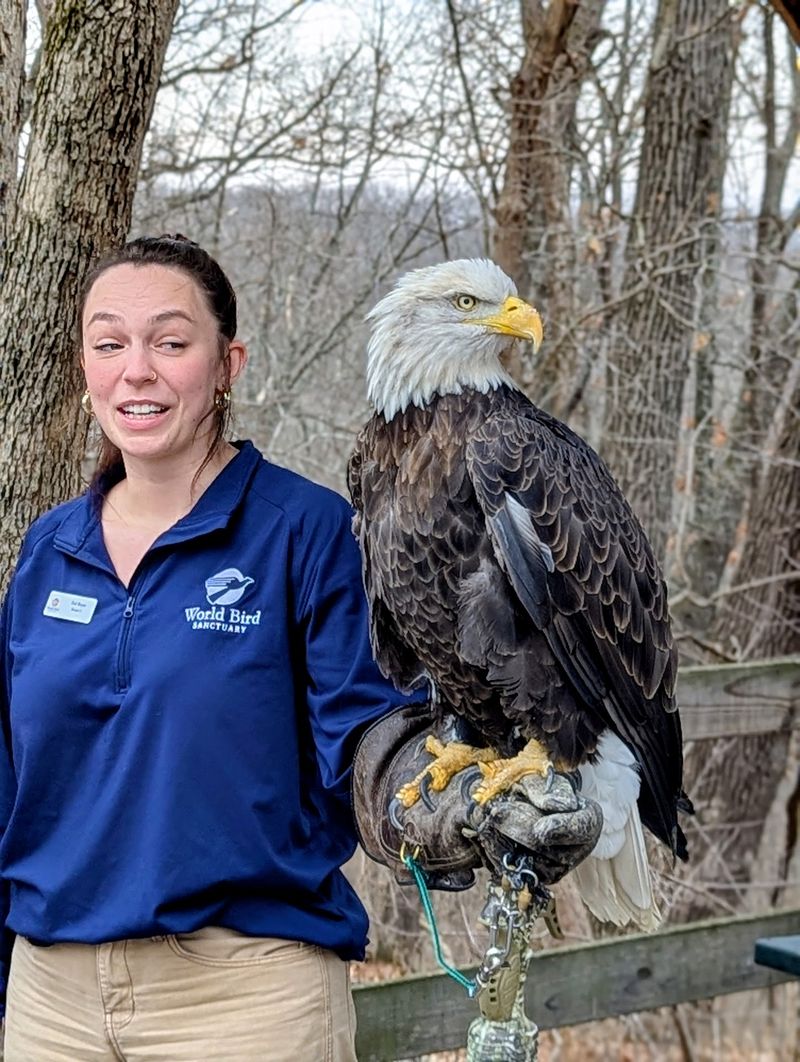 Bald Eagles Up Close Without A Telephoto Lens