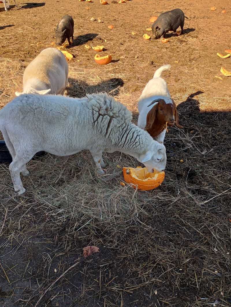 Chase The Blind Goat And His Loyal Sheep Guide