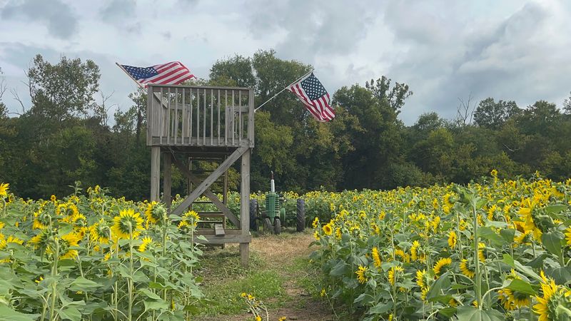 This Massive North Carolina Sunflower Wonderland Is A Must-Visit For Families Before Summer Ends - Decor Hint Family Photos Practically Take Themselves Once The Flowers Hit Peak Bloom