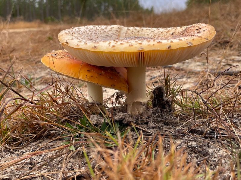 South Georgia Wildlife And Nature