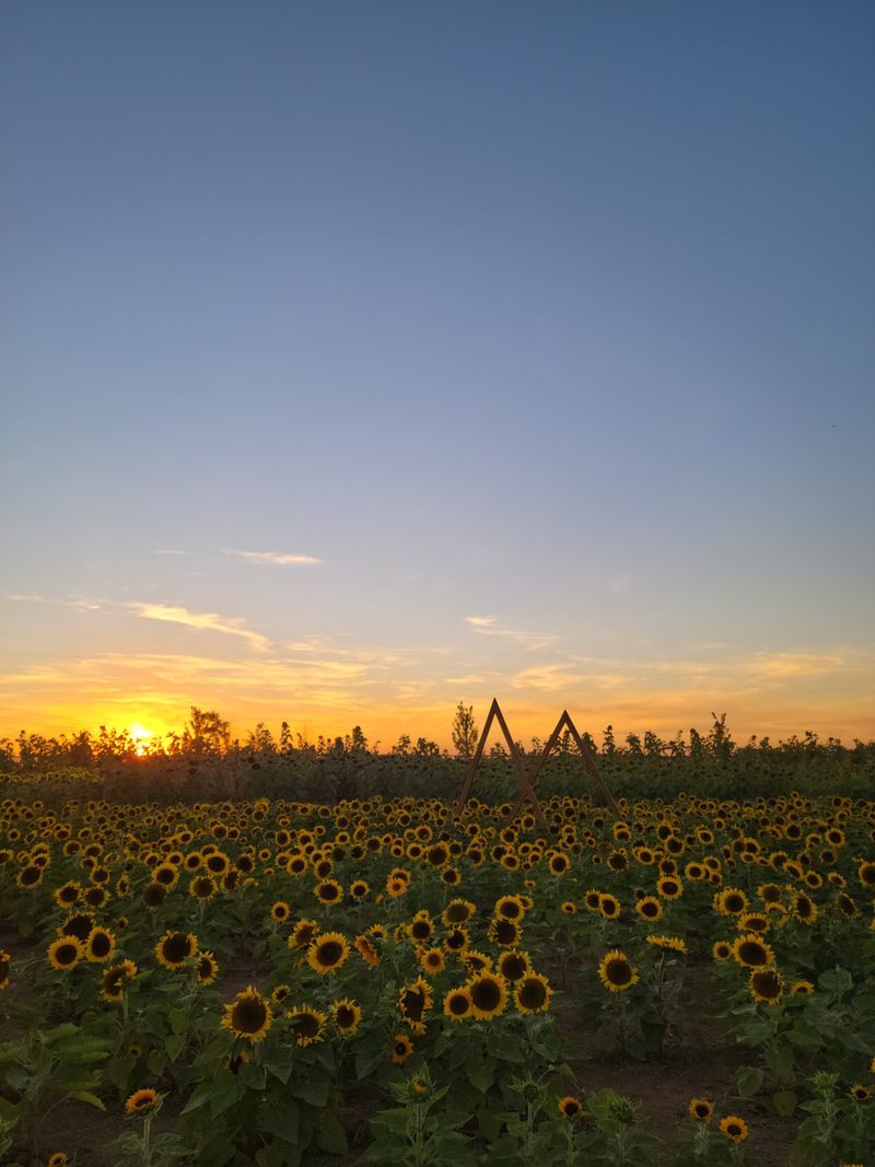 You-Pick Flower Field