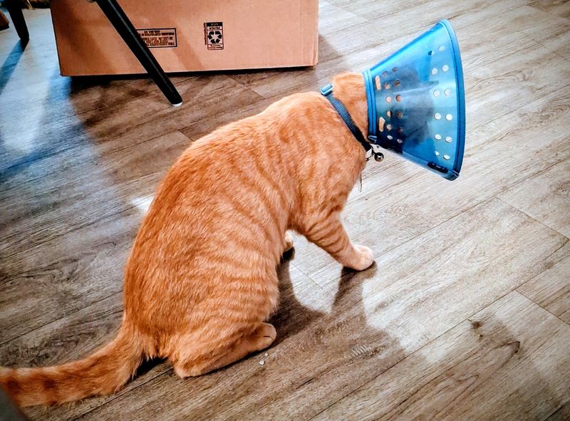 The Humane Society Of Charlotte - Charlotte