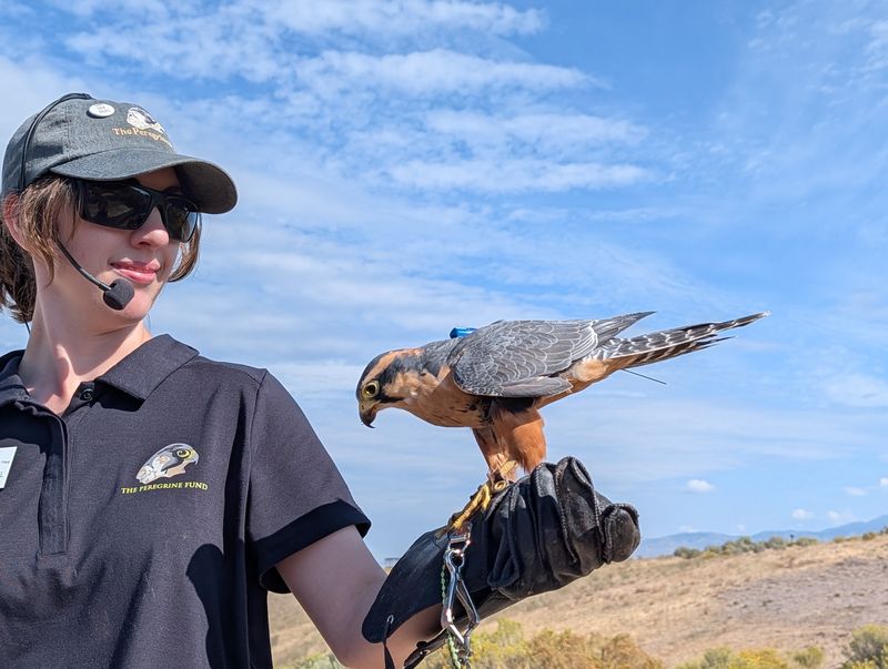 Nose-To-Beak Encounters With Living Ambassadors