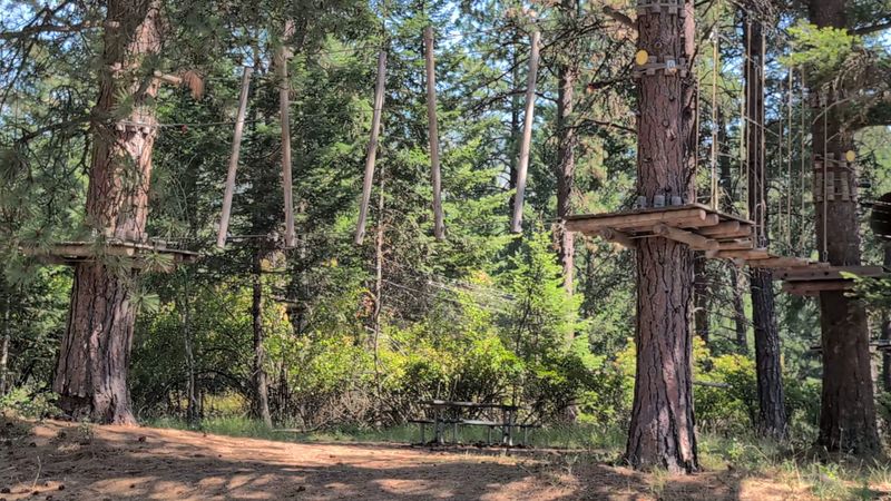 Treetop Thrills And Aerial Adventures
