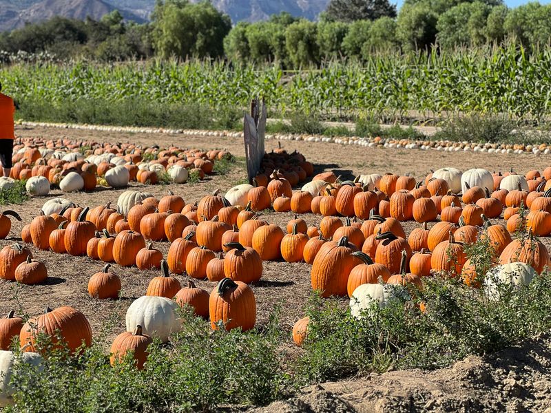 Prancer's Farm, Santa Paula