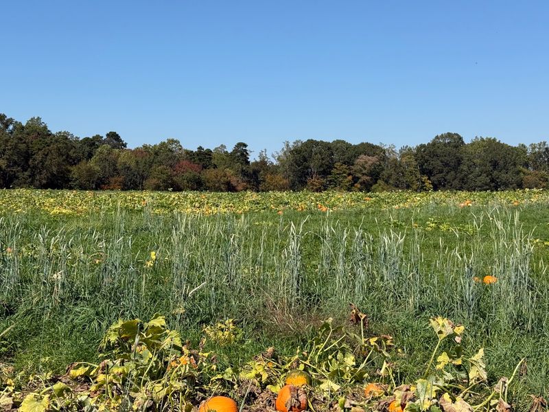 Turn Pumpkin Picking Into A Full Fall Tradition For The Family