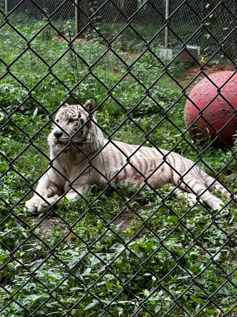 Carolina Tiger Rescue - Pittsboro
