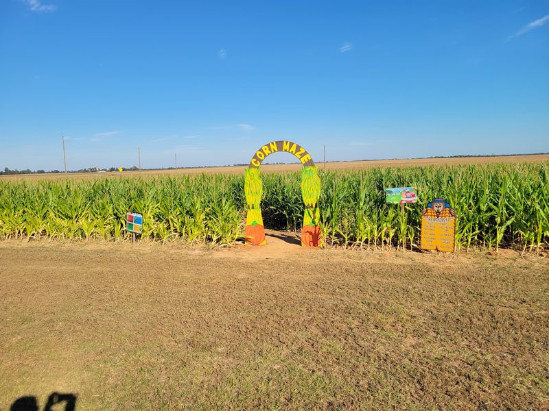 Pumpkin Patches And A Corn Maze Adventure