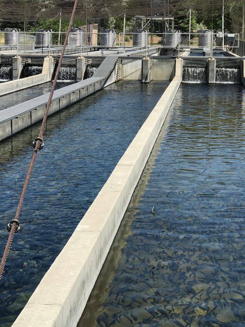 American Falls Hatchery - Idaho Fish and Game, American Falls, ID
