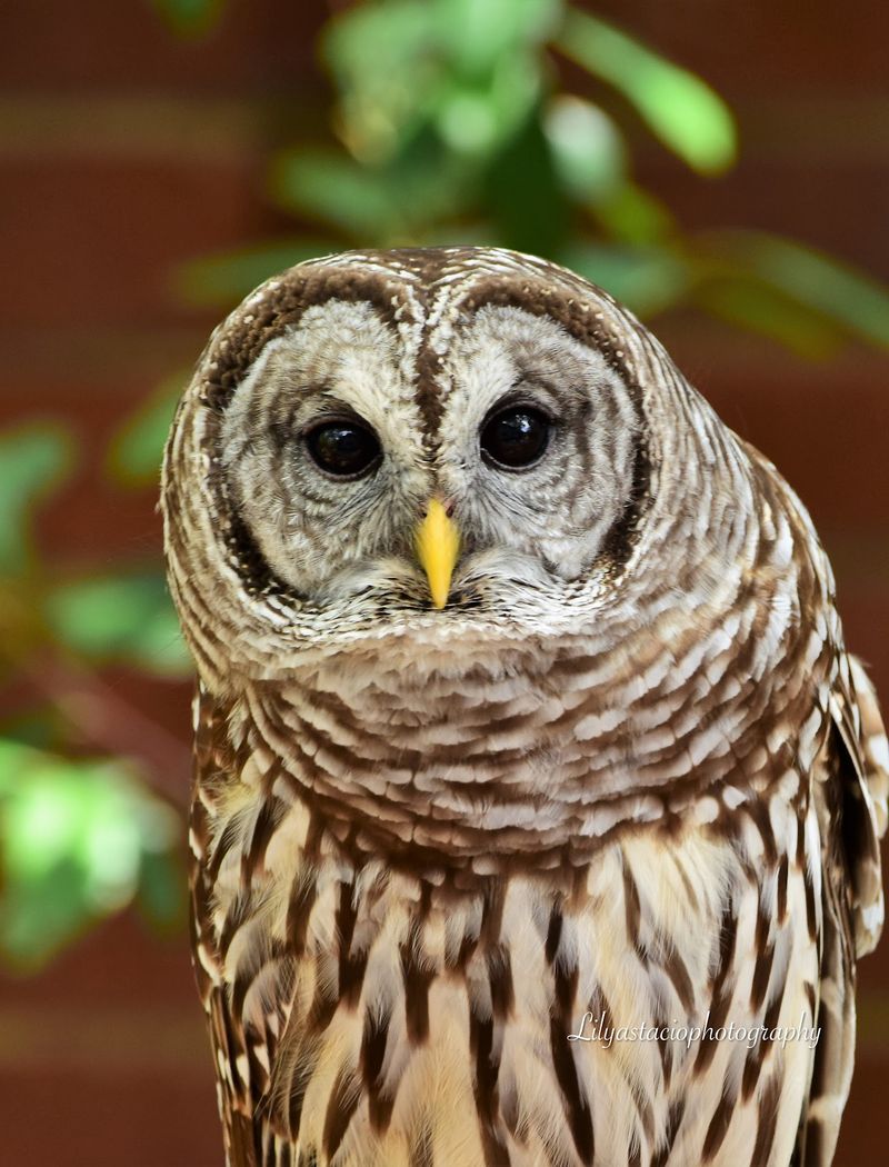 Night Walks And Baby Owls