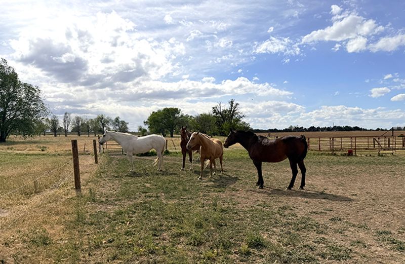 This Idaho Farm Lets You Get Up Close With Kangaroos, Highland Cows And More Than 300 Animals - Decor Hint Farm Tours Bring Guests Close To Goats Alpacas Horses And Other Animals