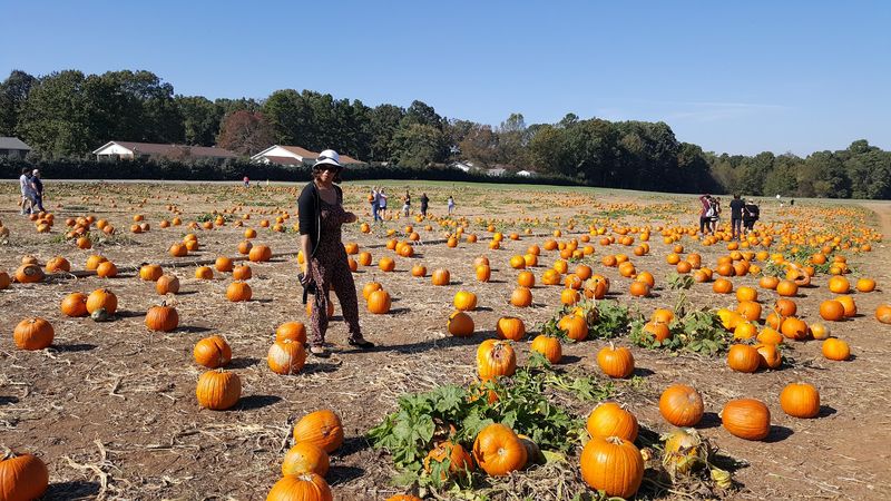 Bring Gloves If You Want To Cut Your Own Pumpkin From The Patch