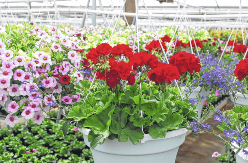 A Rural Hamptonville Location Makes The Stop Feel Far Removed From Big Garden Centers