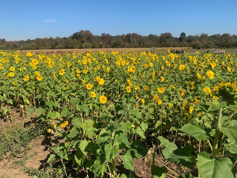 This Massive North Carolina Sunflower Wonderland Is A Must-Visit For Families Before Summer Ends - Decor Hint Early September Is The Real Starting Point For The Sunflower Display