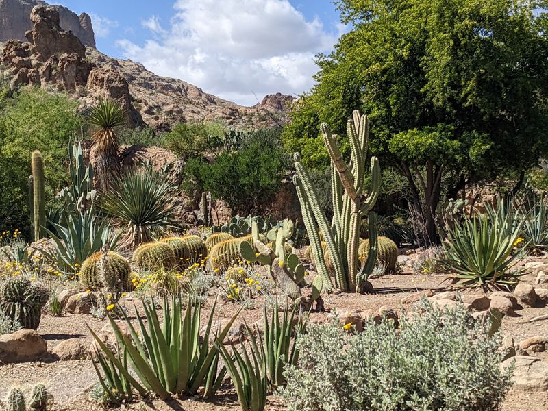 This Hidden Arizona Arboretum Packs 323 Acres With Desert Trails And Incredible Scenery - Decor Hint Protecting Plants For The Future