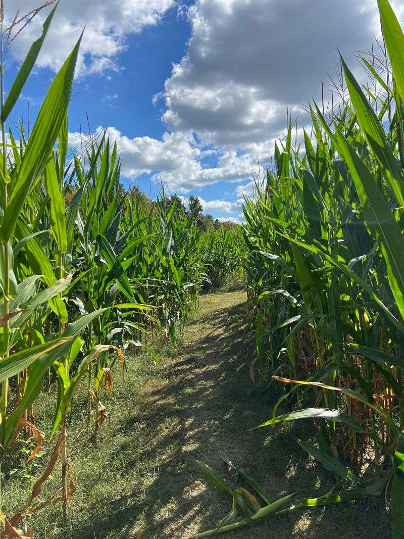 Choose Your Route Before The Corn Starts Closing In