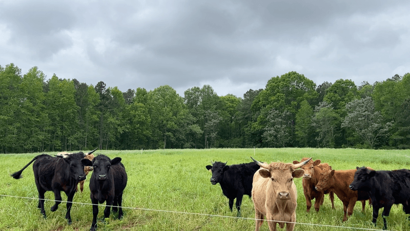 Stock Your Freezer With Meat Raised Right Here In North Carolina