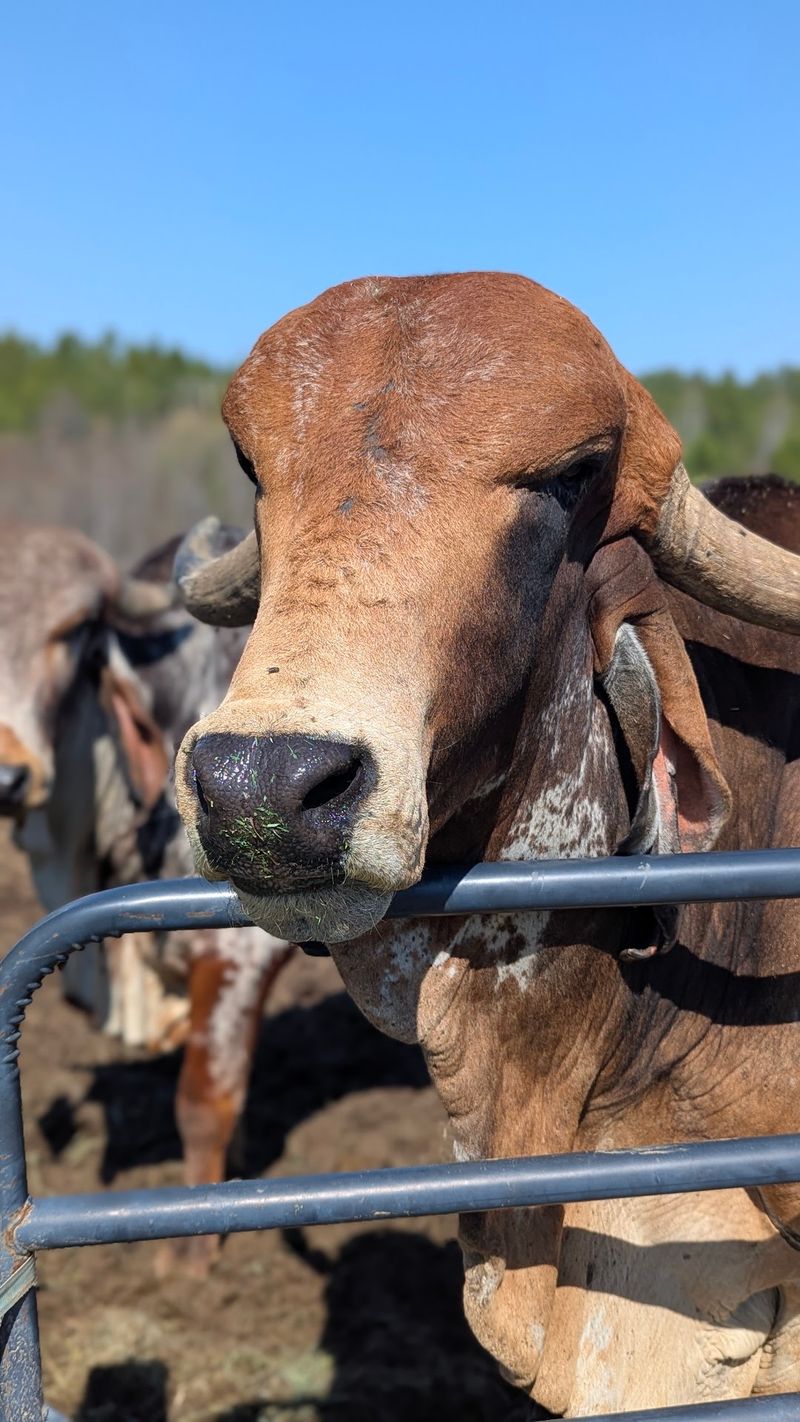 Slow Down And Spend Quiet Time With The Herd