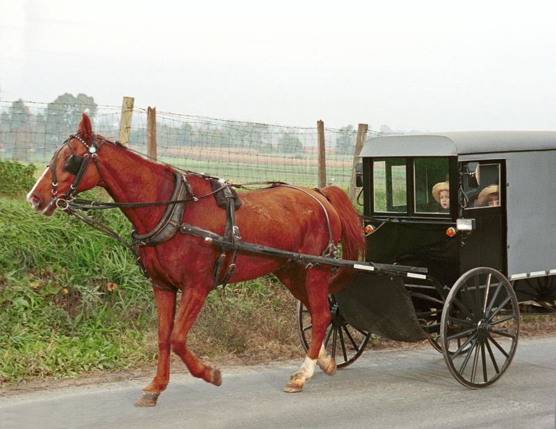 Discover How Horse-Drawn Travel Became A Familiar Sight Around Ellenboro