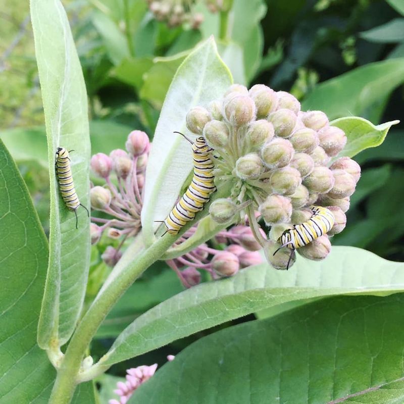 Growing Without Systemic Pesticides