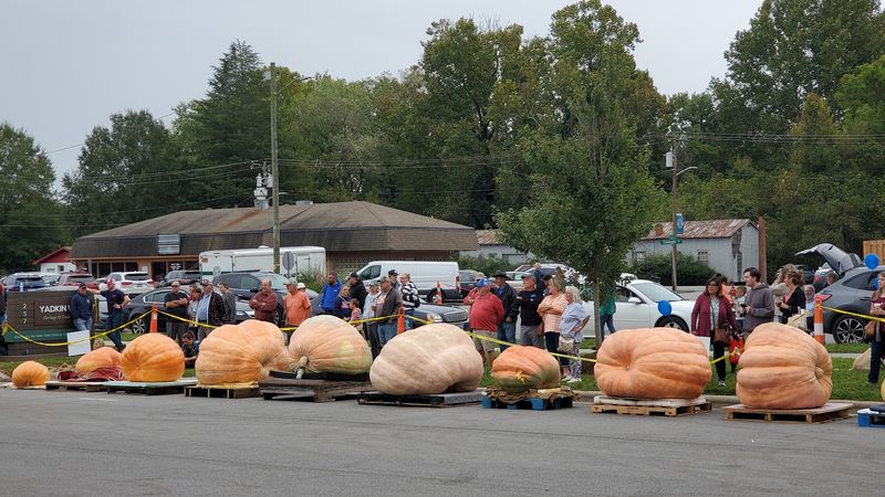 Watch 1,000-Pound Monsters Get Lifted Onto The Weigh-Off Scale