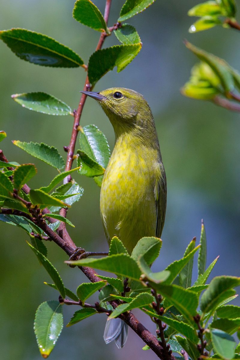This North Carolina Mountain Park Comes Alive With Migrating Songbirds Every September - Decor Hint As Many As 23 Warbler Species Have Been Spotted Here In A Single Day