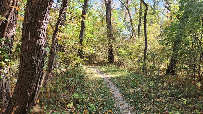 Walking the Woods Along the River