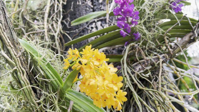 R F Orchids In Homestead