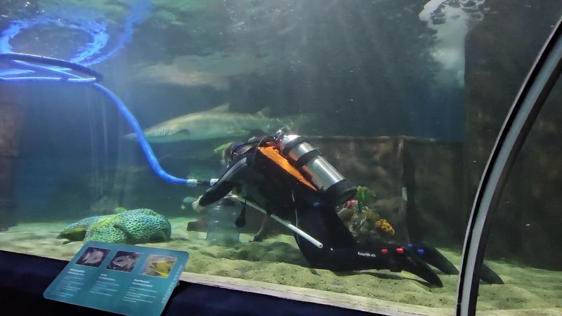 Feeding Times And Diver Talks Worth Planning Around