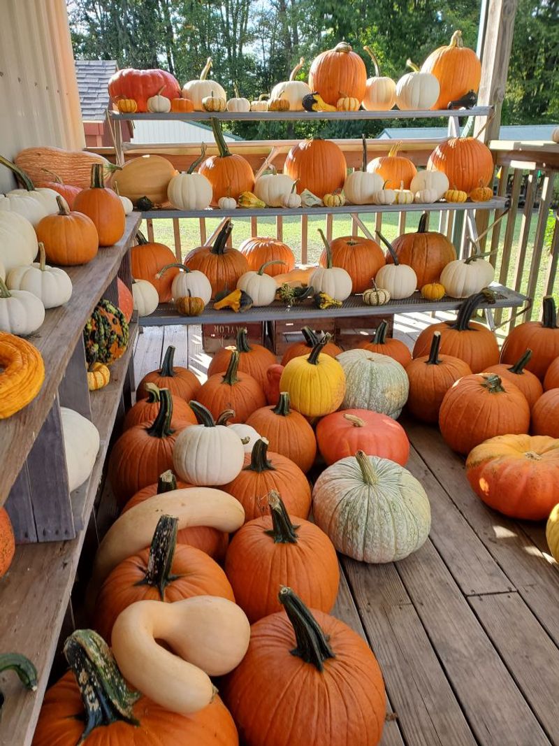 Autumn Turns The Whole Place Orange