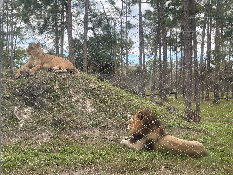 Lions Behind The Fence Line