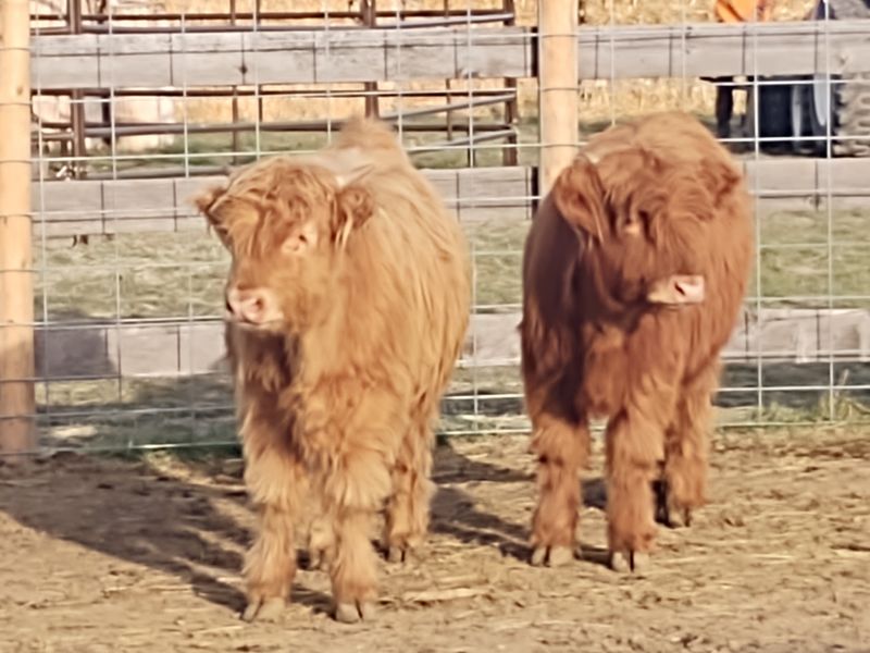 Highland Cows Come Right Up To Visitors At These 5 Idaho Family Farms - Decor Hint The Farm in Emmett In Emmett