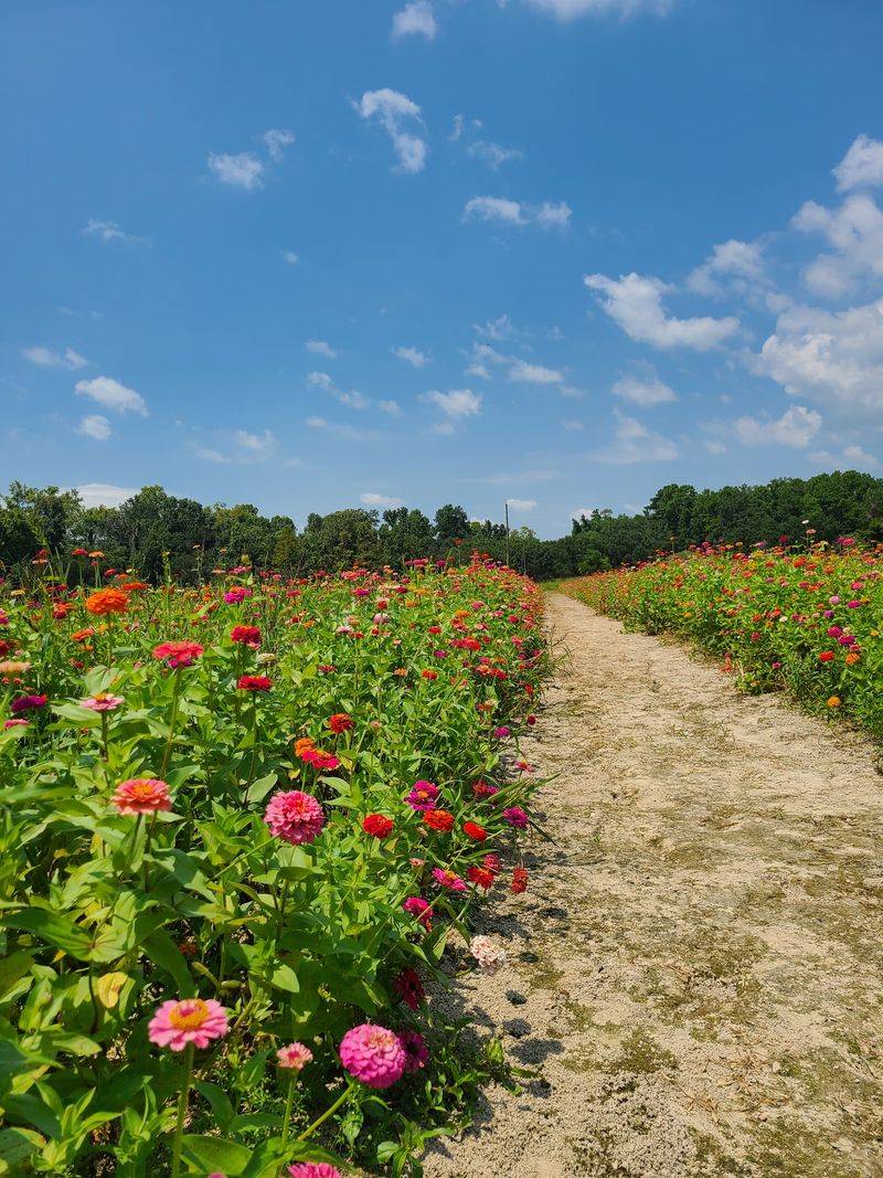 Buzzing Blooms In The Pollinator Garden