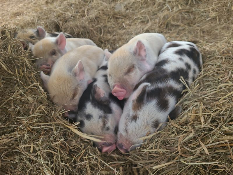 Piglets, Pigs, And A Whole Lot Of Oinks