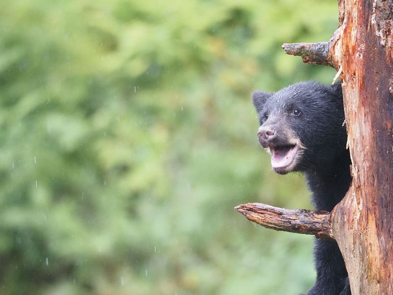 12 California Counties Seeing A Massive Spike In Black Bear Sightings This Fall - Decor Hint Siskiyou County: Vast Forests, Steady Bear Presence