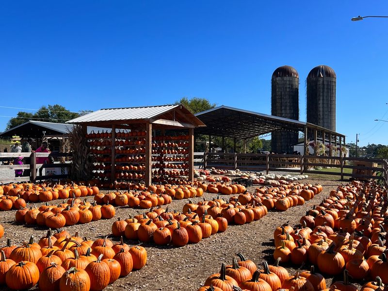 Pumpkin Patch Picking And Tractor Wagon Rides