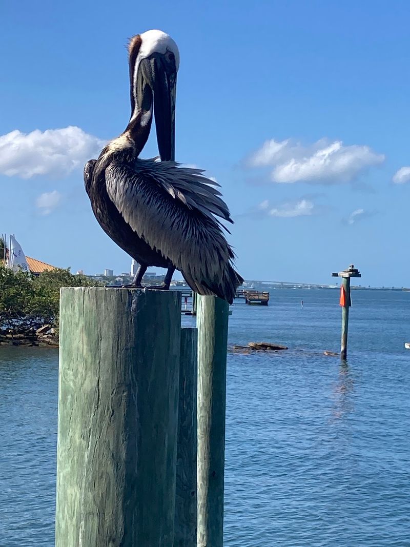 Dolphins, Manatees, And Waterfront Wildlife