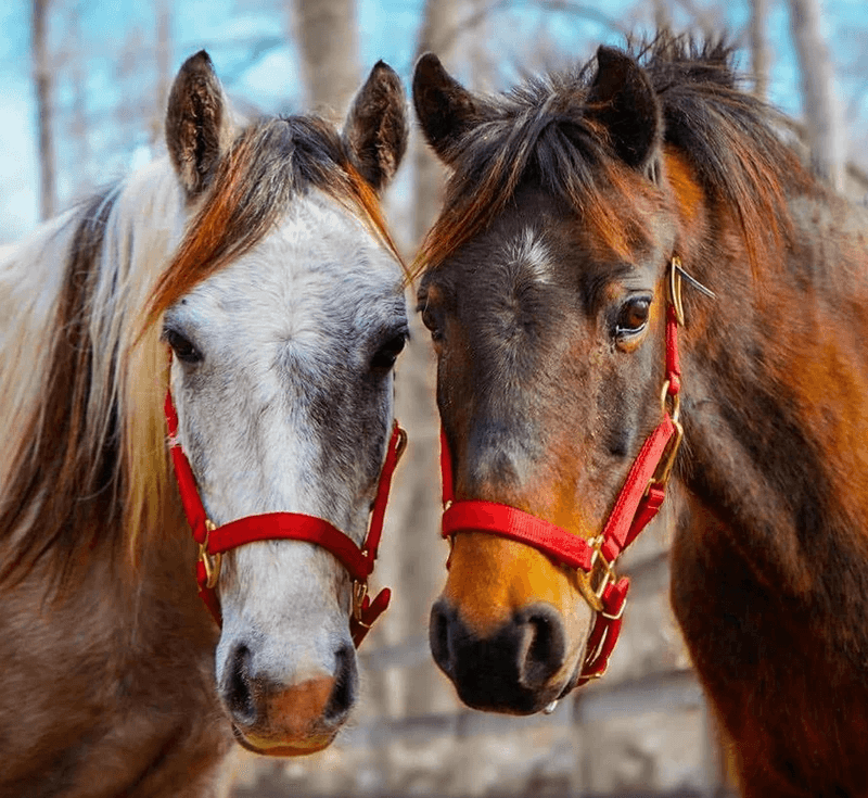 Rescued Horses Arrive Ready For Brighter New Chapters