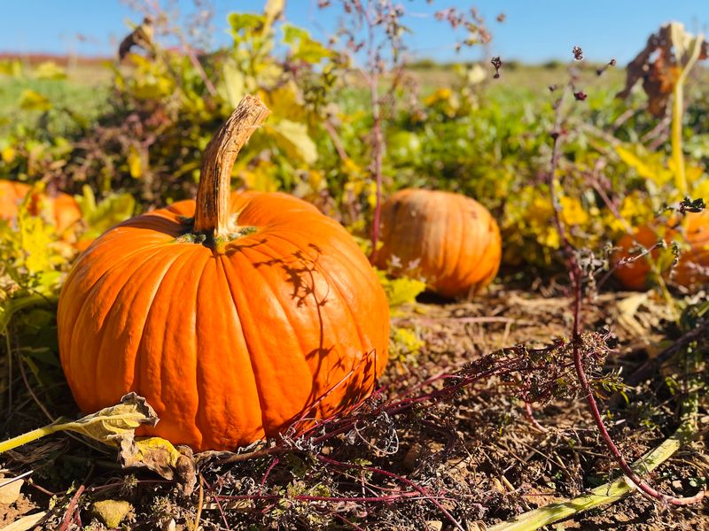 We Compared Connecticut Pumpkin Patches And Here Are 9 That Stand Out - Decor Hint Lyman Orchards Pick Your Own, Middlefield
