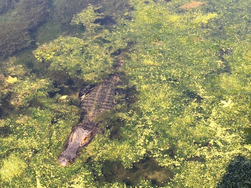 Scaly Neighbors And Feathered Friends