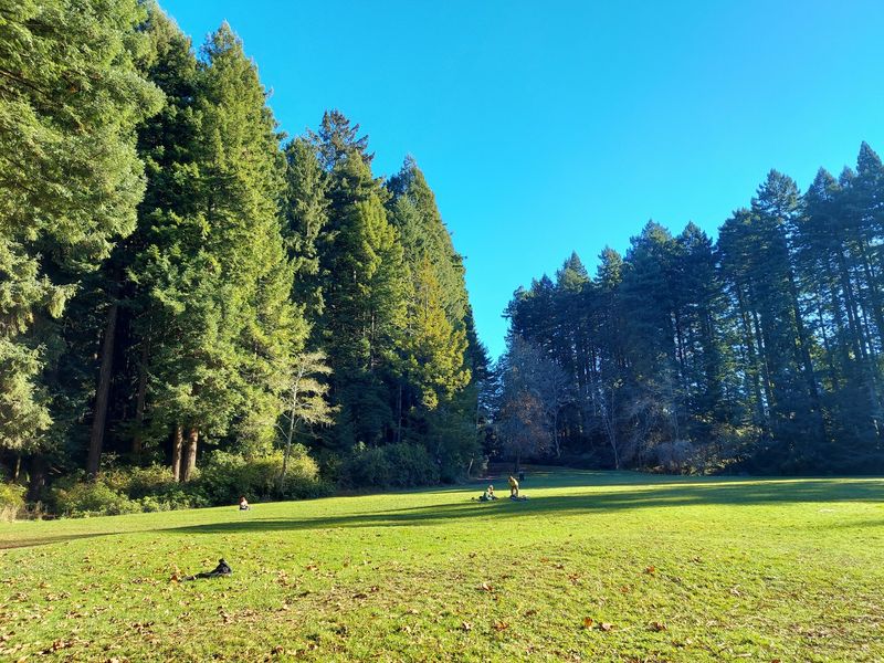 12 California Counties Seeing A Massive Spike In Black Bear Sightings This Fall - Decor Hint Humboldt County: North Coast Bears Barely Take A Break