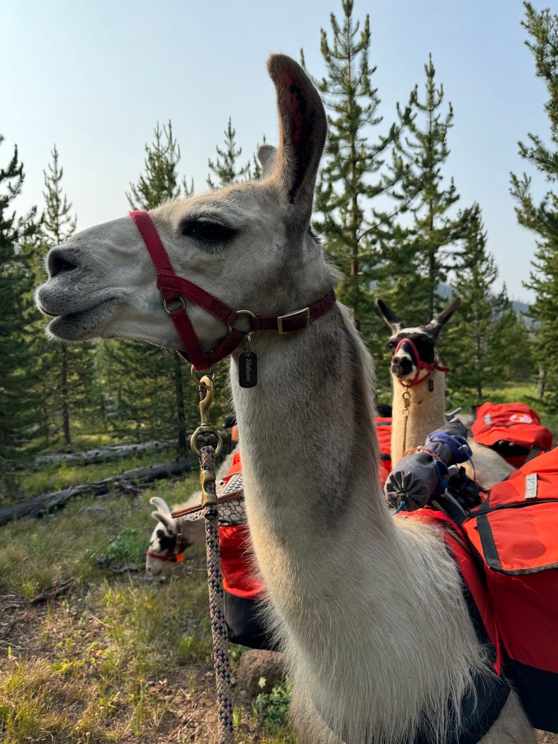 Wildlife With A Llama On Watch