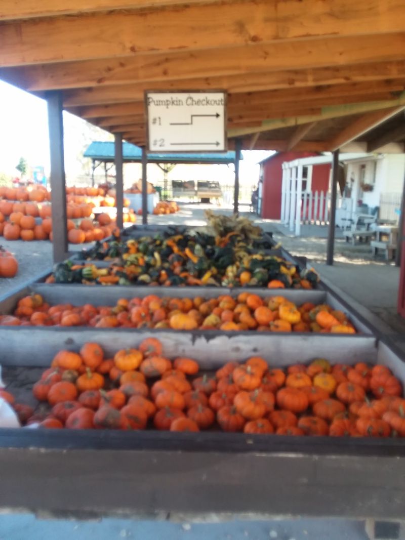 Helgoths Pumpkin Patch In St. Libory