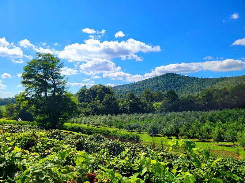 12 Of The Best Apple Orchards In North Carolina For The Perfect Fall Picking Trip - Decor Hint Jeter Mountain Farm