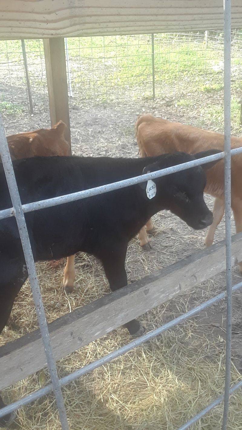 Florida's Grass-Grazed Dairy Farm In New Smyrna Beach Sells Its Own Bottled Milk And Farm Cheese On Site - Decor Hint Small Kids, Big Eyes
